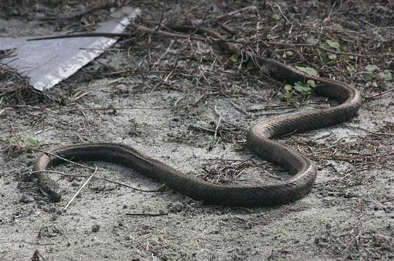 Schlangen In Florida